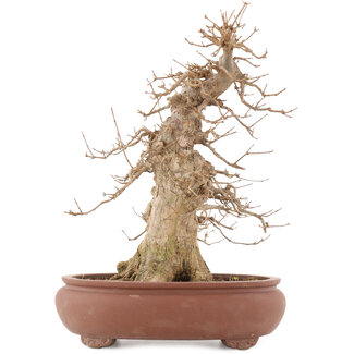 Acer buergerianum, 39,5 cm, ± 20 anni