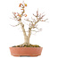 Acer palmatum, 46,5 cm, ± 20 anni, con un nebari di 14 cm in vaso con una scheggiatura del bordo