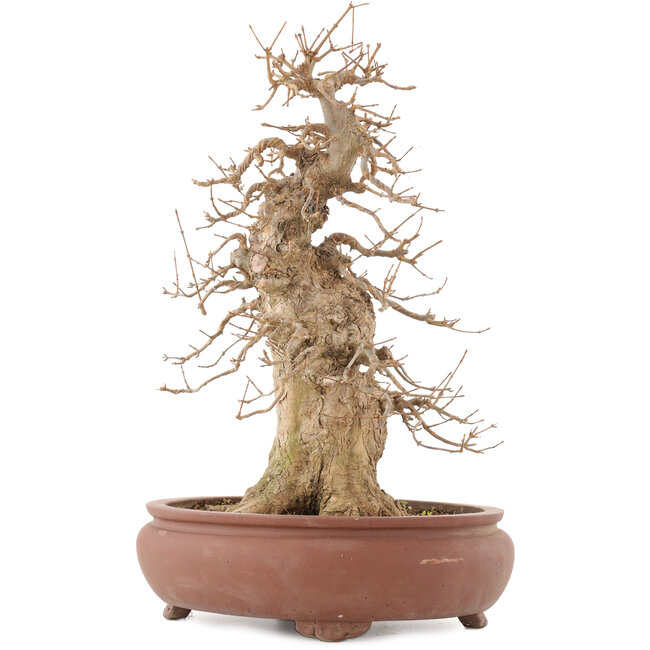 Acer buergerianum, 39,5 cm, ± 20 Jahre alt