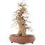 Acer buergerianum, 39,5 cm, ± 20 years old