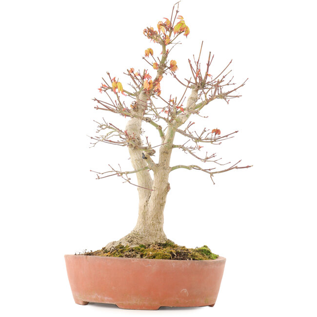 Acer palmatum, 46,5 cm, ± 20 Jahre alt, mit einer Nebari von 14 cm in einem Topf mit einer Absplitterung am Rand
