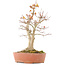 Acer palmatum, 46,5 cm, ± 20 anni, con un nebari di 14 cm in vaso con una scheggiatura del bordo