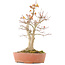 Acer palmatum, 46,5 cm, ± 20 años, con un nebari de 14 cm en maceta con un borde desconchado
