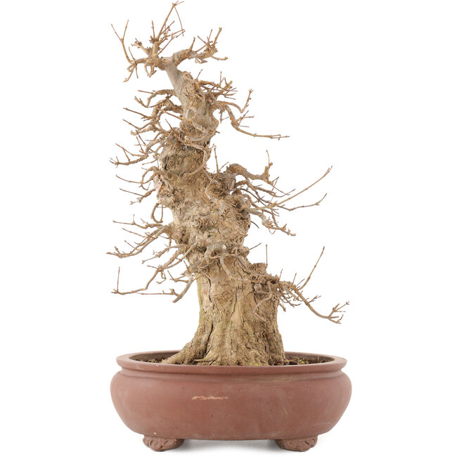 Acer buergerianum, 39,5 cm, ± 20 jaar oud