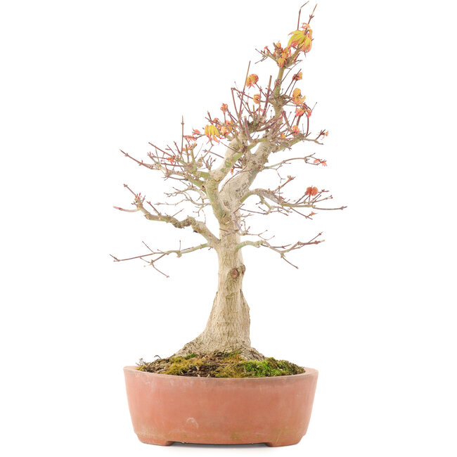 Acer palmatum, 46,5 cm, ± 20 years old, with a nebari of 14 cm in a pot with a chip of the edge
