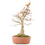 Acer palmatum, 46,5 cm, ± 20 Jahre alt, mit einer Nebari von 14 cm in einem Topf mit einer Absplitterung am Rand