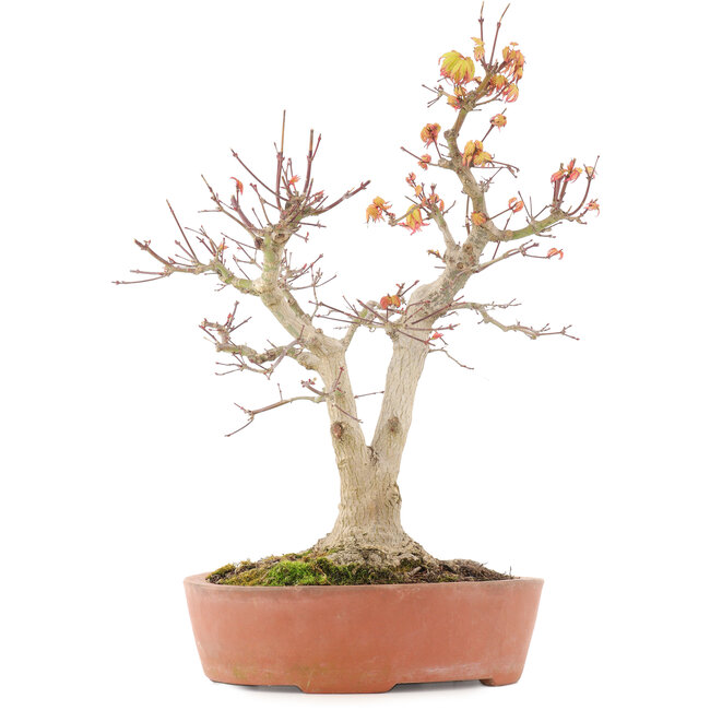 Acer palmatum, 46,5 cm, ± 20 ans, avec un nebari de 14 cm dans un pot avec un éclat du bord