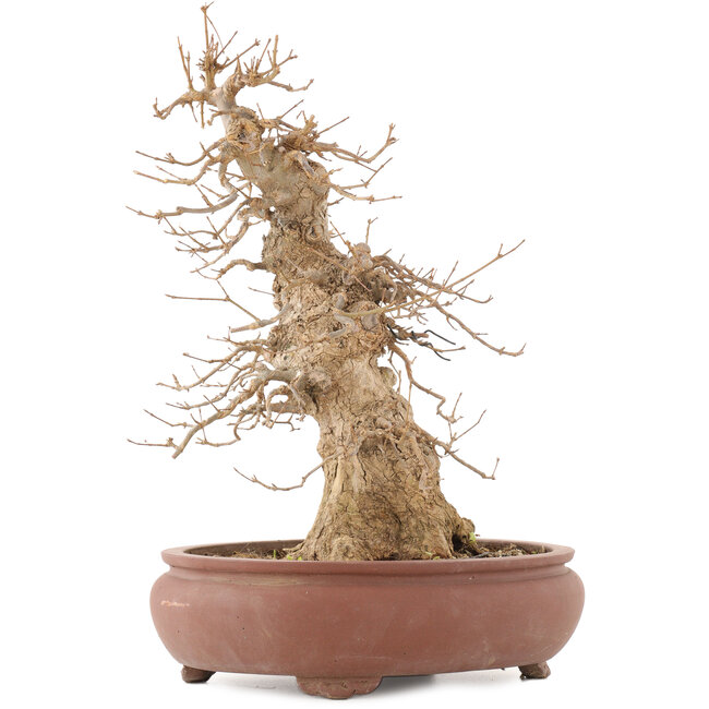 Acer buergerianum, 39,5 cm, ± 20 años