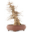 Acer buergerianum, 39,5 cm, ± 20 anni