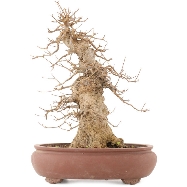 Acer buergerianum, 39,5 cm, ± 20 jaar oud