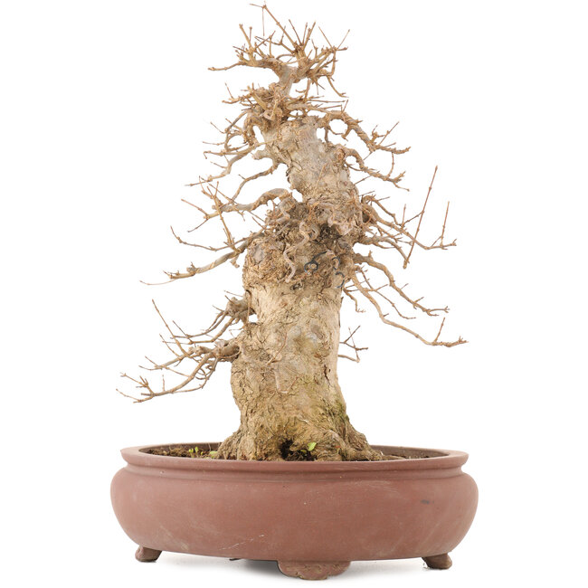 Acer buergerianum, 39,5 cm, ± 20 años