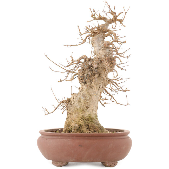 Acer buergerianum, 39,5 cm, ± 20 years old