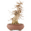 Acer buergerianum, 39,5 cm, ± 20 anni
