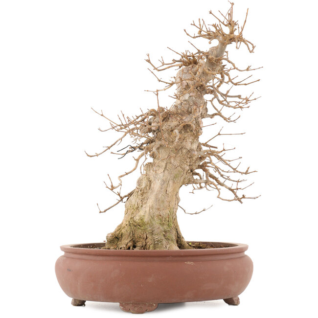 Acer buergerianum, 39,5 cm, ± 20 jaar oud