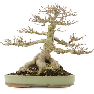 Acer buergerianum, 31,5 cm, ± 40 jaar oud