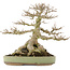 Acer buergerianum, 31,5 cm, ± 40 anni