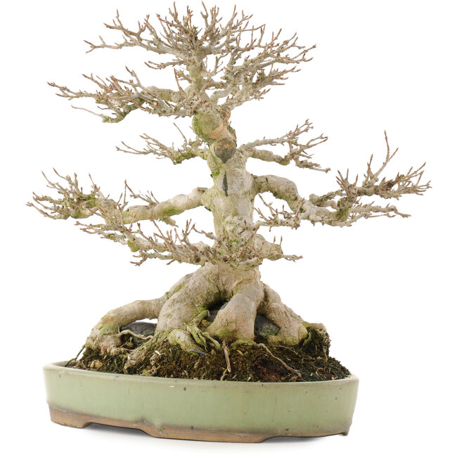 Acer buergerianum, 31,5 cm, ± 40 anni