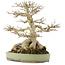 Acer buergerianum, 31,5 cm, ± 40 ans