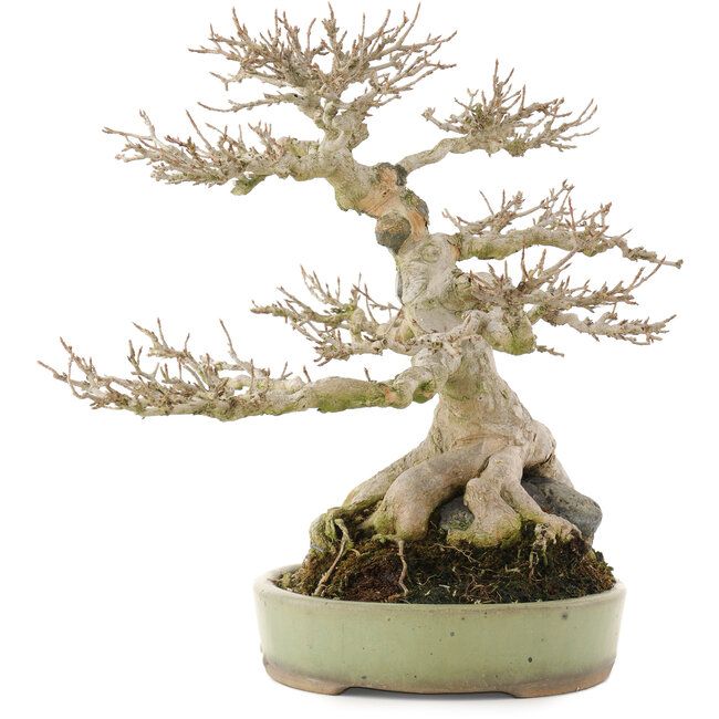 Acer buergerianum, 31,5 cm, ± 40 Jahre alt