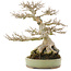 Acer buergerianum, 31,5 cm, ± 40 anni
