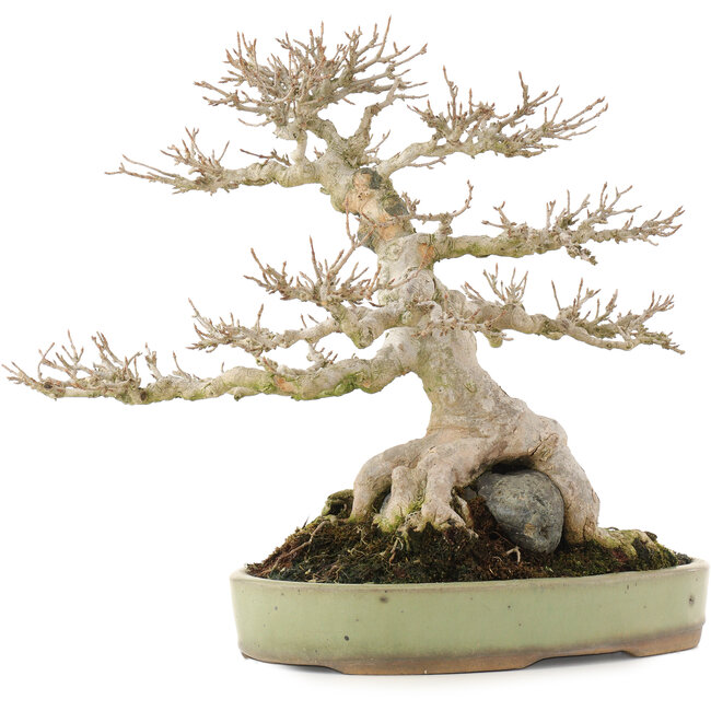 Acer buergerianum, 31,5 cm, ± 40 ans