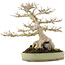 Acer buergerianum, 31,5 cm, ± 40 ans