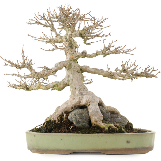 Acer buergerianum, 31,5 cm, ± 40 Jahre alt