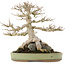 Acer buergerianum, 31,5 cm, ± 40 anni