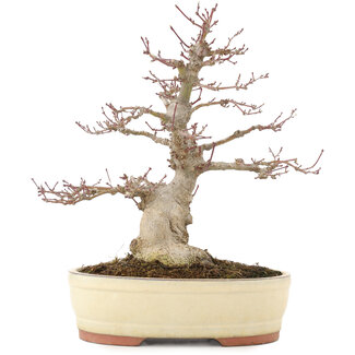 Acer palmatum, 30,5 cm, ± 20 anni