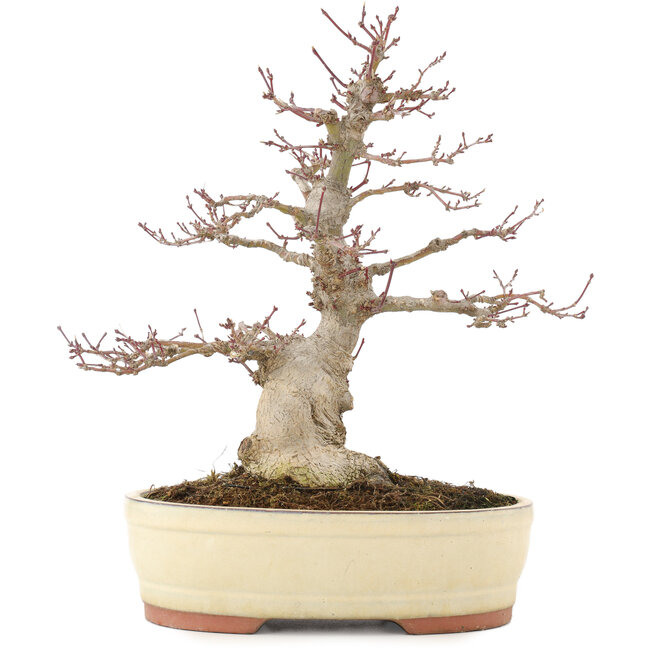 Acer palmatum, 30,5 cm, ± 20 jaar oud