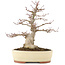 Acer palmatum, 30,5 cm, ± 20 anni