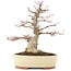 Acer palmatum, 30,5 cm, ± 20 Jahre alt