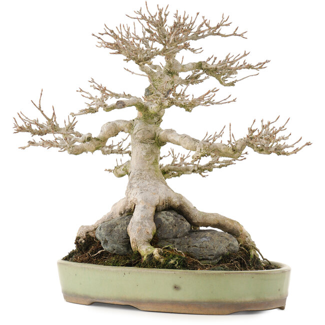 Acer buergerianum, 31,5 cm, ± 40 años