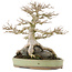 Acer buergerianum, 31,5 cm, ± 40 anni