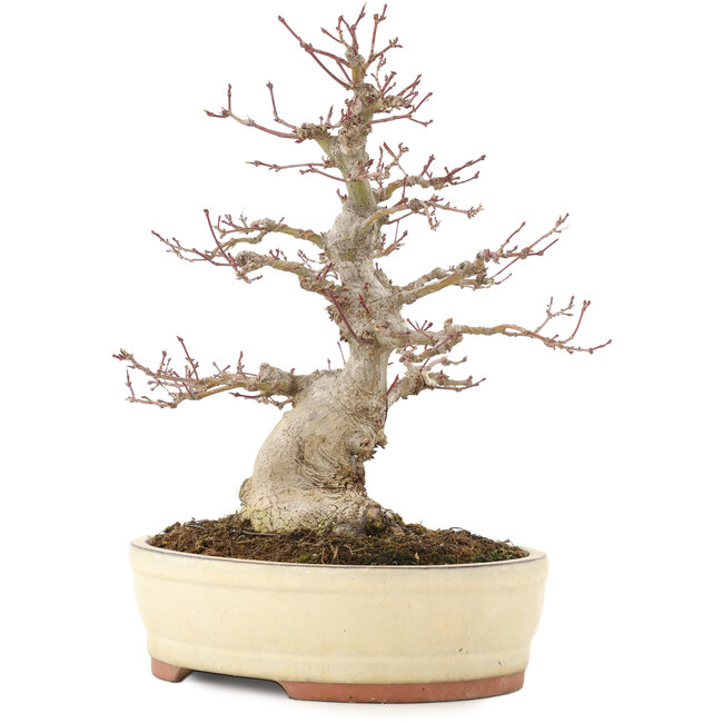 Acer palmatum, 30,5 cm, ± 20 jaar oud