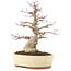 Acer palmatum, 30,5 cm, ± 20 Jahre alt