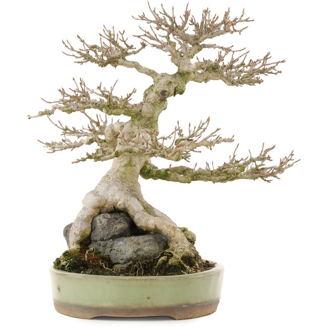 Acer buergerianum, 31,5 cm, ± 40 years old