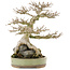 Acer buergerianum, 31,5 cm, ± 40 anni