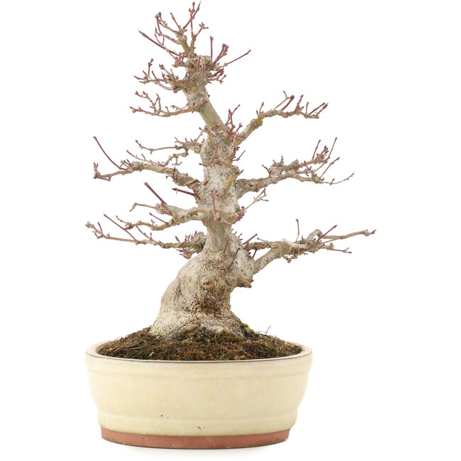 Acer palmatum, 30,5 cm, ± 20 años