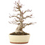 Acer palmatum, 30,5 cm, ± 20 anni