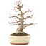 Acer palmatum, 30,5 cm, ± 20 Jahre alt