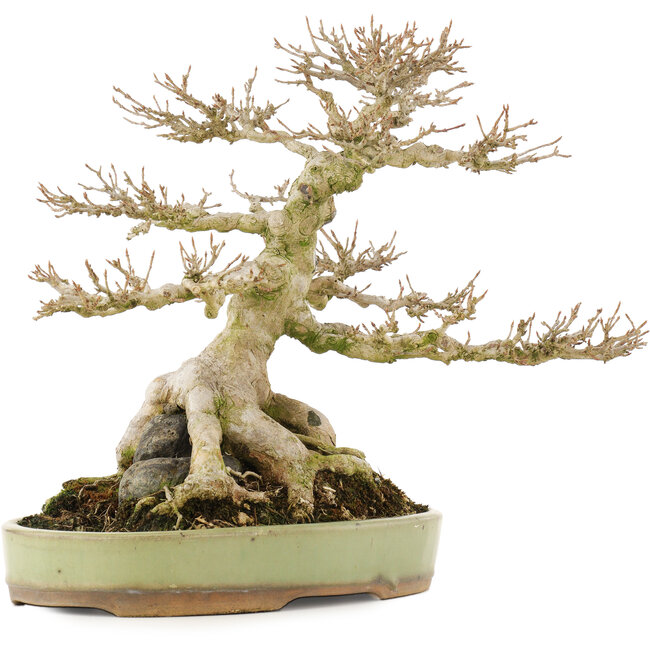 Acer buergerianum, 31,5 cm, ± 40 Jahre alt