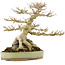 Acer buergerianum, 31,5 cm, ± 40 anni