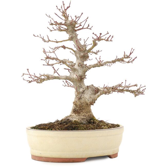 Acer palmatum, 30,5 cm, ± 20 jaar oud