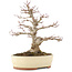 Acer palmatum, 30,5 cm, ± 20 anni