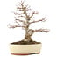 Acer palmatum, 30,5 cm, ± 20 Jahre alt