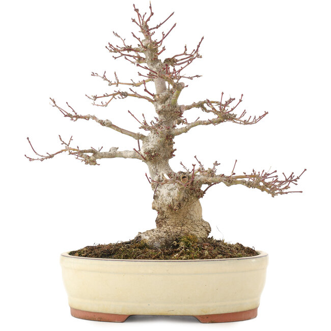 Acer palmatum, 30,5 cm, ± 20 jaar oud