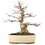 Acer palmatum, 30,5 cm, ± 20 anni