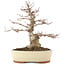 Acer palmatum, 30,5 cm, ± 20 Jahre alt