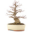 Acer palmatum, 30,5 cm, ± 20 anni